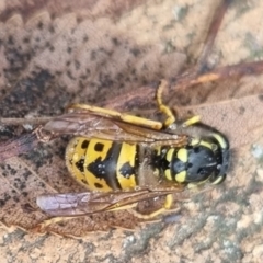 Vespula germanica at QPRC LGA - 10 May 2024