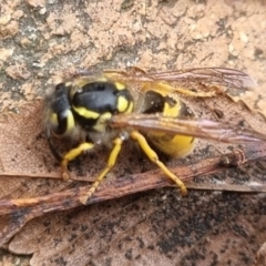 Vespula germanica at QPRC LGA - 10 May 2024