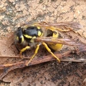 Vespula germanica at QPRC LGA - 10 May 2024