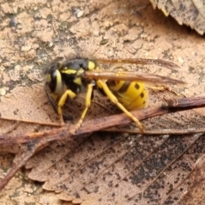 Vespula germanica at QPRC LGA - 10 May 2024