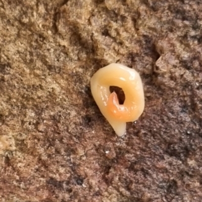 Australoplana alba (A flatworm) at Bungendore, NSW - 9 May 2024 by clarehoneydove