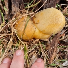 Gymnopilus sp. (Gymnopilus) at QPRC LGA - 10 May 2024 by clarehoneydove