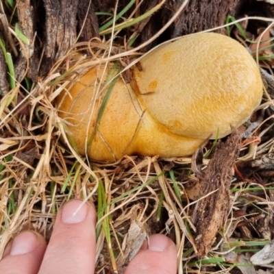 Gymnopilus sp. (Gymnopilus) at QPRC LGA - 10 May 2024 by clarehoneydove