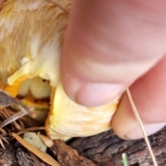 Gymnopilus sp. at QPRC LGA - 10 May 2024