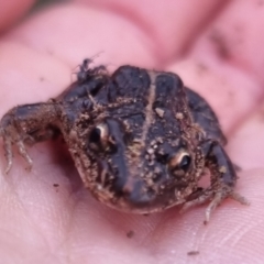 Limnodynastes tasmaniensis (Spotted Grass Frog) at QPRC LGA - 5 May 2024 by clarehoneydove