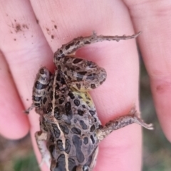 Limnodynastes tasmaniensis at QPRC LGA - suppressed