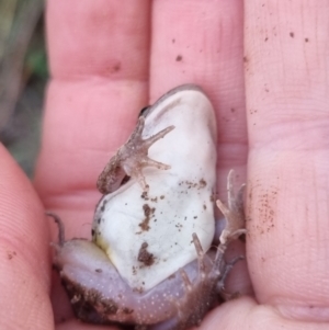 Limnodynastes tasmaniensis at QPRC LGA - suppressed