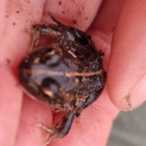 Limnodynastes tasmaniensis at QPRC LGA - suppressed