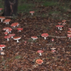 Amanita muscaria (Fly Agaric) at National Arboretum Forests - 11 May 2024 by TimL