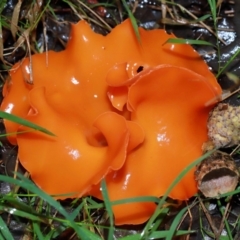 Aleuria sp. (An Orange peel fungus) at Yarralumla, ACT - 11 May 2024 by TimL