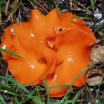 Aleuria sp. (An Orange peel fungus) at National Arboretum Forests - 11 May 2024 by TimL