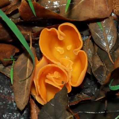 Aleurina ferruginea (Fleshy Cup Fungus) at National Arboretum Forests - 11 May 2024 by TimL