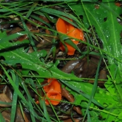 Aleuria sp. (genus) at National Arboretum Forests - 11 May 2024 12:49 PM