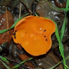 Aleuria sp. (genus) (An Orange peel fungus) at Yarralumla, ACT - 11 May 2024 by TimL