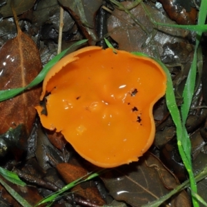 Aleuria sp. (genus) at National Arboretum Forests - 11 May 2024