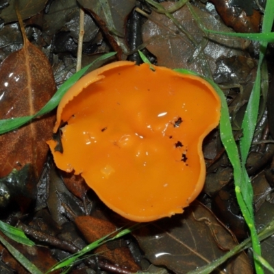 Aleurina ferruginea (Fleshy Cup Fungus) at National Arboretum Forests - 11 May 2024 by TimL