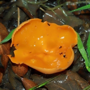 Aleuria sp. (genus) at National Arboretum Forests - 11 May 2024