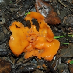 Aleuria sp. (genus) at National Arboretum Forests - 11 May 2024 12:51 PM