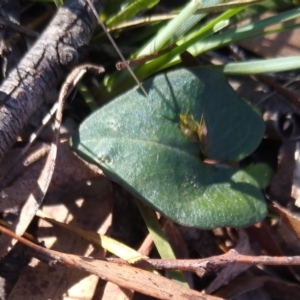 Acianthus collinus at MTR591 at Gundaroo - 1 May 2024