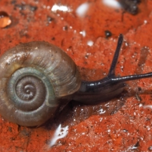 Unidentified Snail or Slug (Gastropoda) at suppressed by AlexDudley