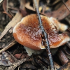 Postia pelliculosa (A wood-rotting bracket fungus) at QPRC LGA - 10 May 2024 by Csteele4