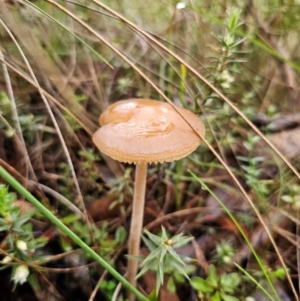 Oudemansiella gigaspora group at QPRC LGA - 10 May 2024