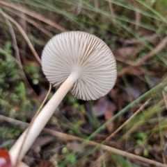 Oudemansiella gigaspora group at QPRC LGA - 10 May 2024