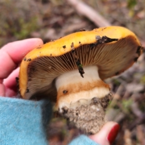 Cortinarius sp. at QPRC LGA - 10 May 2024