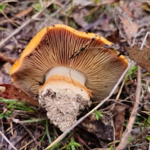 Cortinarius sp. at QPRC LGA - 10 May 2024