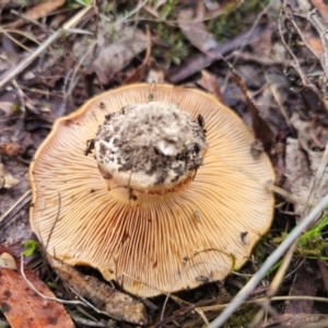 Cortinarius sp. at QPRC LGA - 10 May 2024