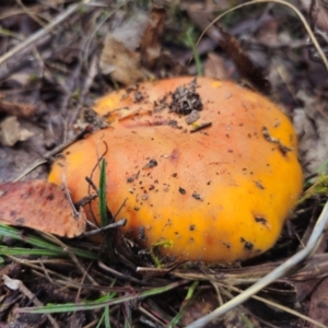 Cortinarius sp. at QPRC LGA - 10 May 2024