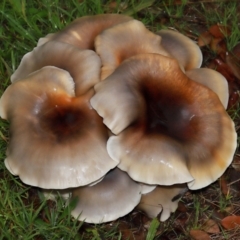 Omphalotus nidiformis (Ghost Fungus) at Yarralumla, ACT - 11 May 2024 by TimL