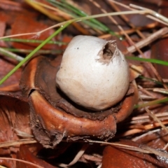 Unidentified Spore sac on a star-like base [earthstars] at National Arboretum Forests - 11 May 2024 by TimL