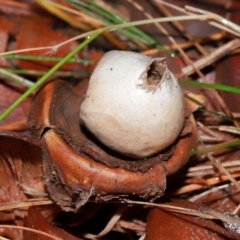 Geastrum sp. (Geastrum sp.) at National Arboretum Forests - 11 May 2024 by TimL