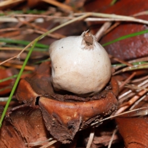 Geastrum sp. at National Arboretum Forests - 11 May 2024