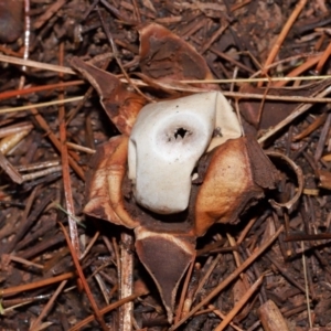 Geastrum sp. at National Arboretum Forests - 11 May 2024