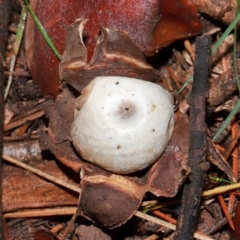 Geastrum sp. at National Arboretum Forests - 11 May 2024