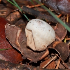 Geastrum sp. at National Arboretum Forests - 11 May 2024