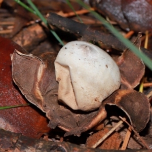 Geastrum sp. at National Arboretum Forests - 11 May 2024