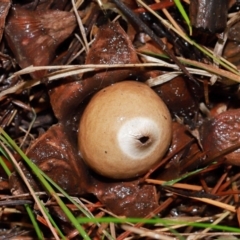Geastrum sp. (Geastrum sp.) at National Arboretum Forests - 11 May 2024 by TimL