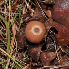 Geastrum sp. at National Arboretum Forests - 11 May 2024