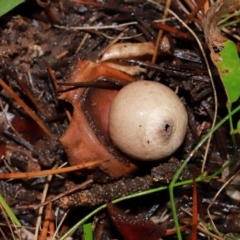 Geastrum sp. at National Arboretum Forests - 11 May 2024