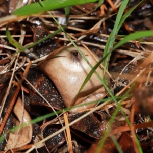 Geastrum sp. at National Arboretum Forests - 11 May 2024