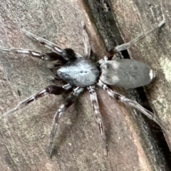 Unidentified Other hunting spider at Aranda, ACT - 11 May 2024 by KMcCue