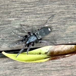 Gnaphosidae (family) at GG182 - 11 May 2024