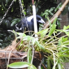 Gymnorhina tibicen (Australian Magpie) at Aranda, ACT - 11 May 2024 by KMcCue