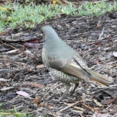 Ptilonorhynchus violaceus (Satin Bowerbird) at Aranda, ACT - 11 May 2024 by KMcCue