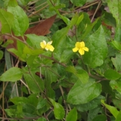 Goodenia ovata (Hop Goodenia) at Lake Ginninderra - 10 May 2024 by pinnaCLE