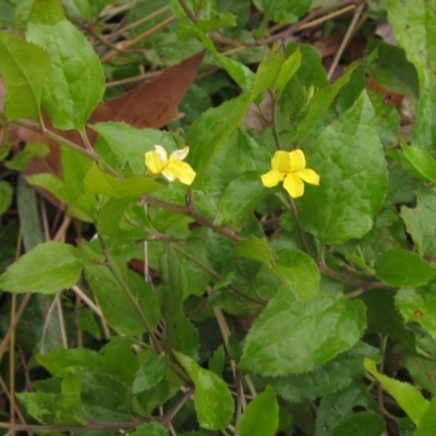 Goodenia ovata (Hop Goodenia) at Belconnen, ACT - 10 May 2024 by pinnaCLE