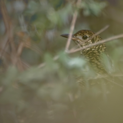 Zoothera lunulata (Bassian Thrush) at Urambi Hills - 9 May 2024 by BenHarvey